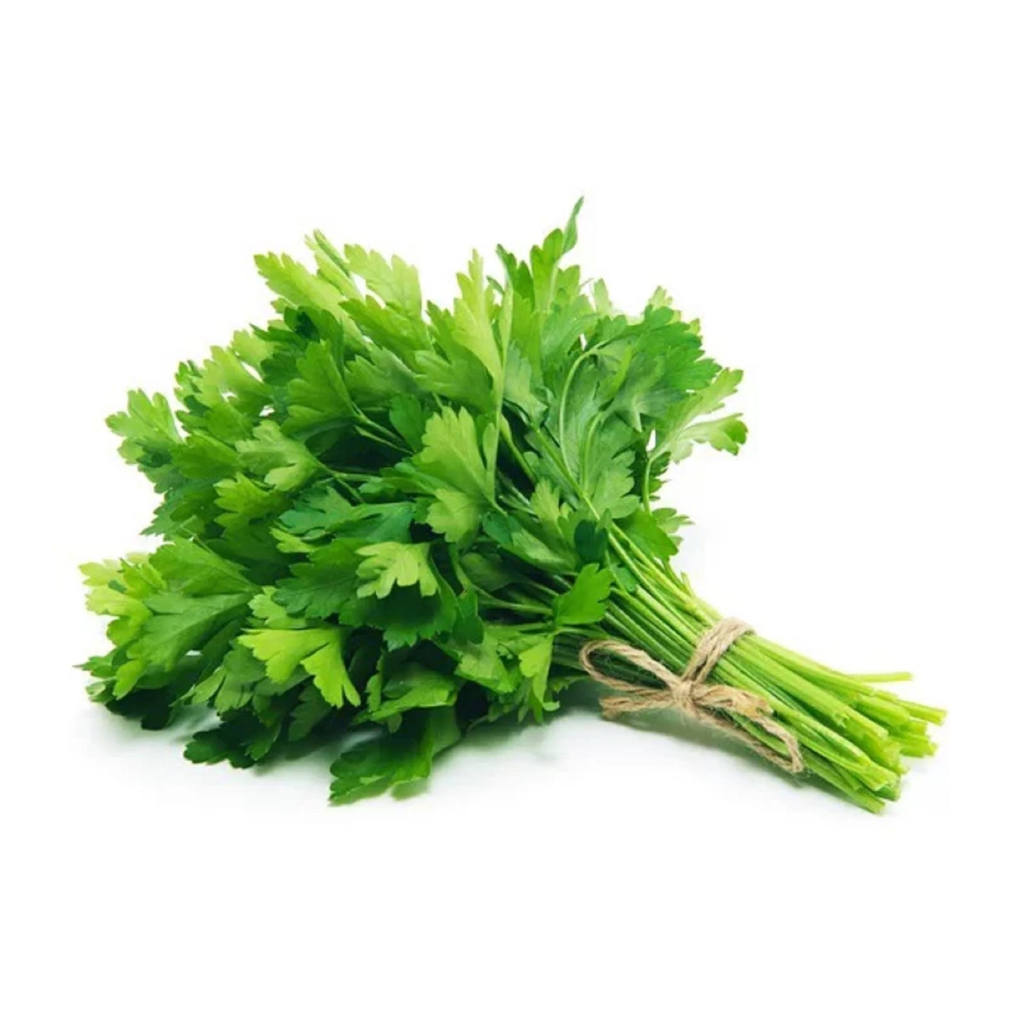Cilantro 60ct