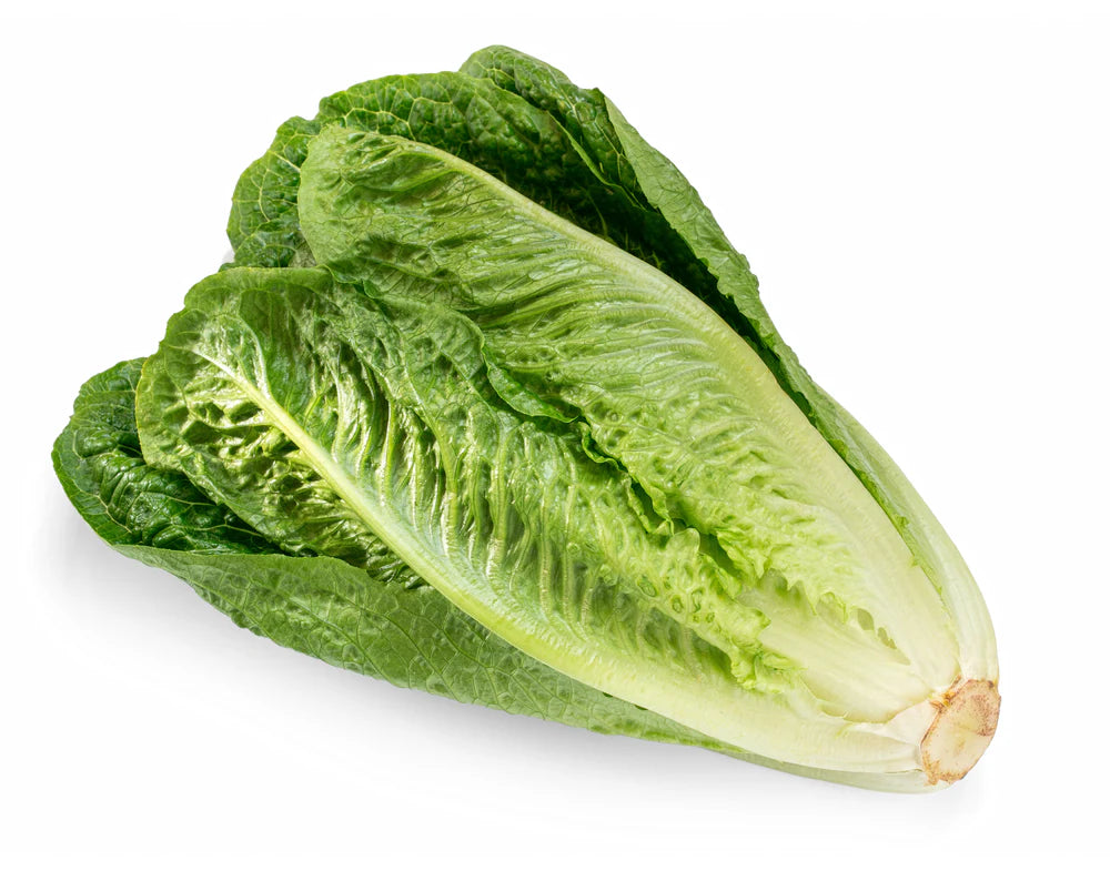 Lettuce Romaine 24ct