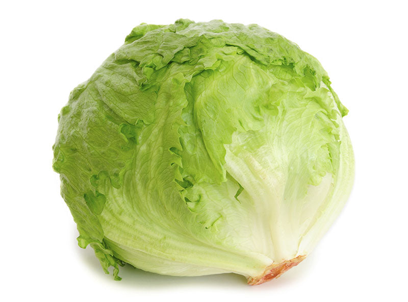 Lettuce Round 24ct