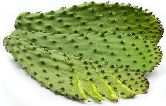 Cactus 40LB