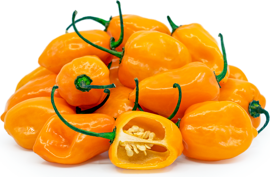 Habanero 10LB